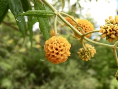 Buddleja globosa