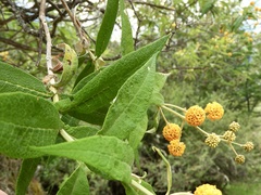 Buddleja globosa
