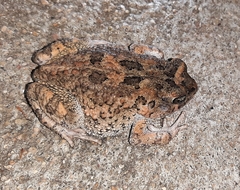Sclerophrys pusilla