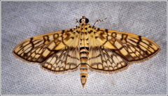 Haritalodes obliqualis