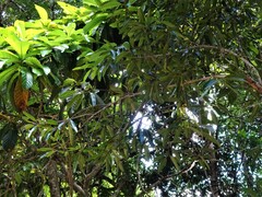Calophyllum caledonicum