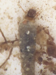 Odontoceridae