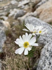 Ranunculus anemoneus