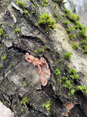 Phlebia radiata