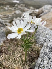 Ranunculus anemoneus