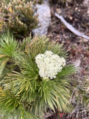 Aciphylla glacialis