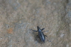 Naupactus auricinctus
