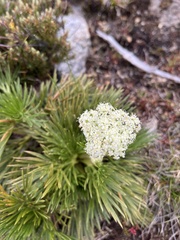 Aciphylla glacialis