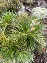 Aciphylla glacialis