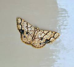 Heterostegane subtessellata