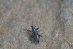 Naupactus auricinctus