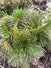 Aciphylla glacialis