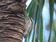 Yungipicus moluccensis