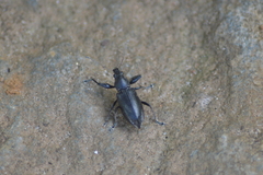 Naupactus auricinctus