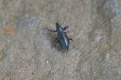 Naupactus auricinctus