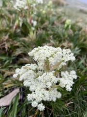 Aciphylla glacialis