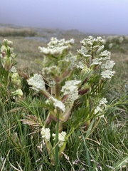 Aciphylla glacialis
