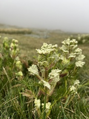 Aciphylla glacialis