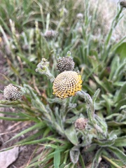 Craspedia costiniana