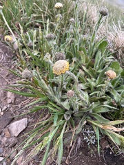 Craspedia costiniana