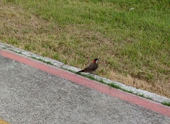 Colaptes melanochloros