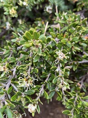 Grevillea australis