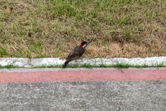 Colaptes melanochloros