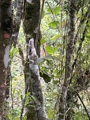 Nyctibius griseus
