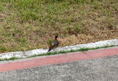 Colaptes melanochloros