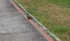 Colaptes melanochloros