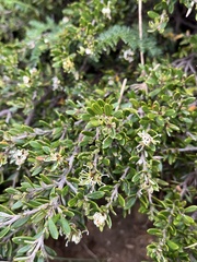 Grevillea australis