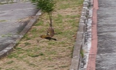 Colaptes melanochloros