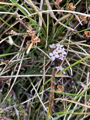 Pimelea alpina