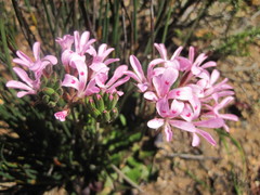 Pelargonium chelidonium