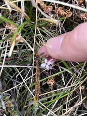 Pimelea alpina