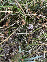 Pimelea alpina