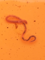 Oligochaeta