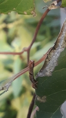 Spodoptera littoralis