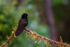 Boissonneaua jardini