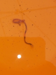 Oligochaeta