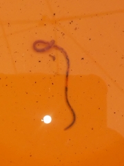Oligochaeta