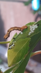 Spodoptera littoralis