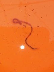 Oligochaeta