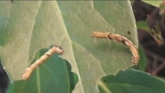 Spodoptera littoralis