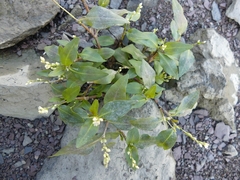 Persicarieae