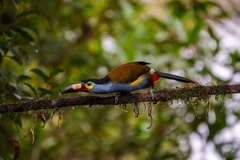 Andigena laminirostris