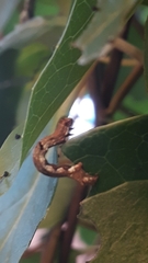 Spodoptera littoralis