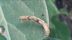 Spodoptera littoralis