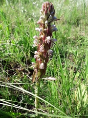 Satyrium cristatum cristatum