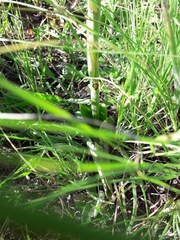 Satyrium cristatum cristatum